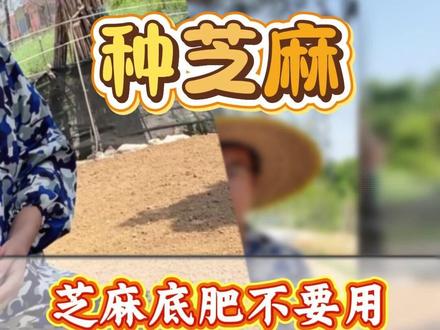 芝麻底肥不要用鸡粪羊粪了。一旦用错,一季辛苦全白费。 #芝麻种植 #种芝麻 #芝麻高产 #芝麻种植技术 #芝麻种植高产技术#芝麻种植管理#芝麻种植方法#底肥宝 #土壤活化剂