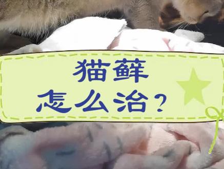 #抖知识加油站 #萌宠 @抖音小助手 很多人关心的猫藓治疗办法来啦!