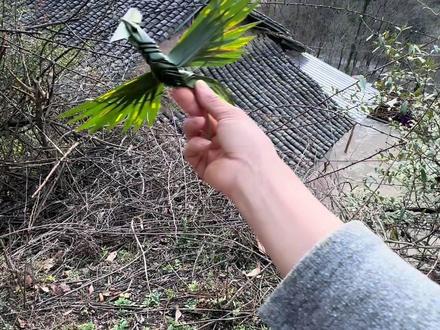 超实用的树叶编凤凰教程 特别是家里有小朋友的建议收藏起来。如果孩子爱看手机爱打游戏 不妨可以带他们做做手工 开动大脑 提高小朋友的动手能力吧#农村生活 #手工#原创