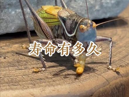 #蝈蝈 #创作者中心 #创作灵感 #神奇动物在抖音 #鸣虫文化 蝈蝈自然是百日寿命,玩家养好了就是半年左右,但几年几十年的蝈蝈,只能活在电影里