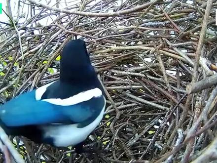 记录鸟巢建造全过程:鸟夫妻协同筑新巢,看看这个新巢坚固吗?
#鸟类 #奇妙的动物 #鸟