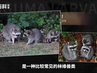 快速带你了解花面狸#花面狸