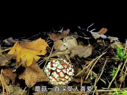 如果误食毒蘑菇,该如何进行自救? #科普知识 #捡蘑菇 #毒蘑菇 #菌子的季节 #蘑菇中毒自救