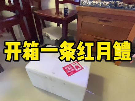 红月配黑月必须安排#雷龙鱼