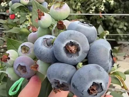 如果粉莓像猪一样大就好了。眼泪要是能变成粉莓就好了 每掉一颗眼泪就变成一颗粉莓 这样就算一直流泪 后知后觉就会发现自己被粉莓包围了 然后可以边吃边哭了🎀 #粉莓 #粉色蓝莓 #蓝莓 #云南 #水果