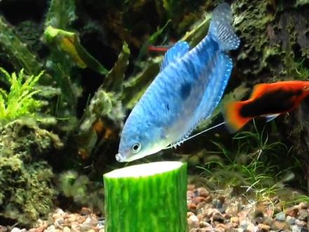 这条鱼命很硬,鱼缸缺氧都不怕,饿了还能吃黄瓜