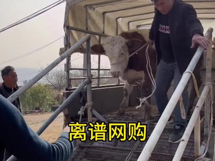 网友网购的离谱东西!