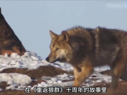 十年前的纪录片《重返狼群》最近被解说切片带🉐再度翻红,我也被带动着看了10周年纪念版,毫无意外的再次泪流。回归狼群的格林记得一切……这条突然被它送还的褪色红腰带,源自李微漪为它受伤的幼崽包扎伤口时所系。整整六年,格林将这份人类的善意小心珍藏,直至生命暮年,才用最庄重的方式“物归原主”。而更早之前,它已用行动回应了人类的爱:当为它夭折幼崽而立的狼形石像矗立草原,格林带着全家,低头轻触那冰冷的轮廓,完成了一场狼群独有的、沉默的家庭悼念。这两次回应,是它——世界上唯一一头成功放归并成为狼王的草原狼格林,用一生写给人类母亲的答案:你教会我的爱与温柔,我从未忘记。✨十六年人狼传奇,从救赎到告别。每一个生命,都懂得爱的形状。#重返狼群 #格林 #李微漪 #红腰带