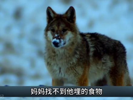 重返狼群一部让无数网友潸然泪下的纪录片 #重返狼群 #动物世界 #动物纪录片