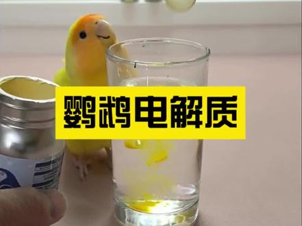 鹦鹉专用电解质补水抗应激快速恢复体力,补营养缓解惊吓#养鹦鹉必看 #鹦鹉电解质 #鹦鹉电解质使用 #鹦鹉电解多维