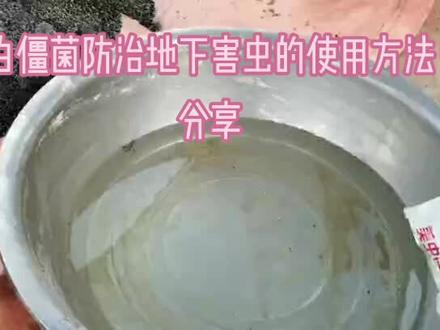有幸于知乎上认识了枣庄山亭区思源家庭农场王延静王总,王总分享的生态种植使用白僵菌的方法,分享给更多的人#白僵菌