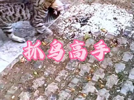 这猫抓鸟的技术,真是你说第二,没人敢说第一呀!#猫咪 #狸花猫 #这猫一看就是练家子 #野生动物 #鸟类