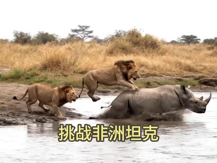 狮子挑衅犀牛,后果很严重! #动物世界 #动物解说 #动物记录片 #犀牛#青年创作者成长计划
