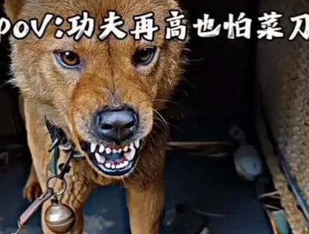 “能屈能伸” #混剪 #搞笑 #狗