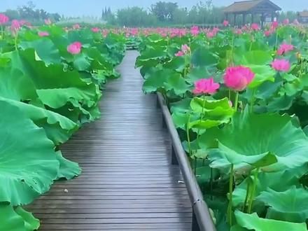 #荷花叶子发黄枯萎怎么办 #盆栽荷花不开花只长叶子是什么原因 #养护小知识 #分享家庭养花知识 #爱生活爱养花