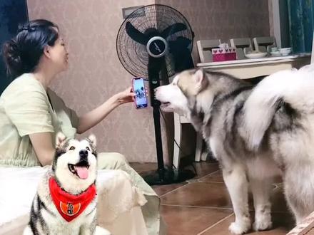 虽然听不懂富贵说什么 大概就是想洛洛了 #狗狗的日常 #抖音动物图鉴 @梁彬家的汪星人