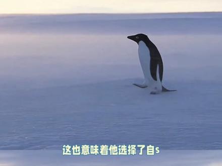 企鹅为爱走向群山而殉情 #企鹅 #动物 #万物有灵 #内容启发搜索