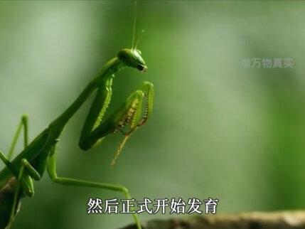 控制宿主跳水自尽,甚至可以进入人体,铁线虫如何才能避免! #铁线虫 #寄生虫 #预防 #科普一下