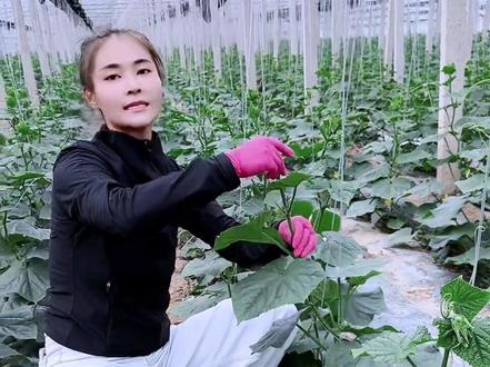 越夏黄瓜如何留瓜 点赞收藏