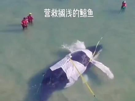 搁浅抹香鲸安全回家了!