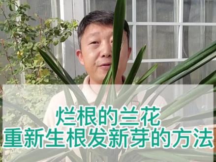 兰花烂根怎么办?兰花快速生根发芽的方法!#samsung养花匠 #来抖音学农枝 #溪谷山野园艺 #三星雷翼专卖店