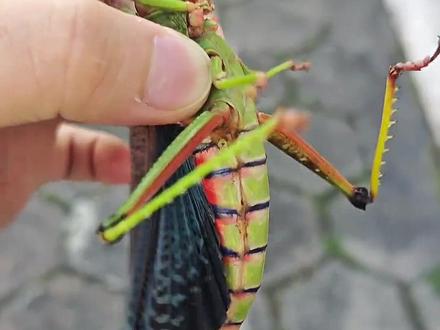科普分享18种虫子你都认识几种?#涨知识 #虫子 #昆虫 #神奇动物在抖音 #保护动物