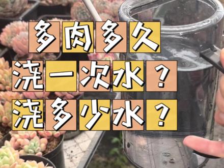 养多肉应该多久浇一次水呢?每次给多肉浇多少水?#多肉植物 #多肉浇水 多肉浇水不喝怎么办?#养护小知识