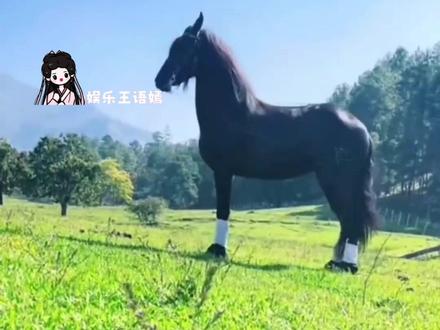 防止你没有见过马儿生闷气#马 #动物 #科普