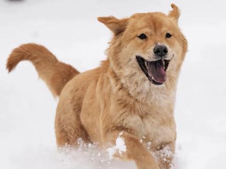 莲梅拜拜啦,跑着去吧,我的小狗朋友#莲梅 #骏良