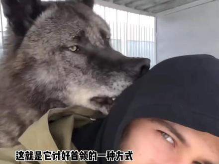 国外男子几年前救助了一头狼,没想到这货是世界上体型最大的加拿大黑狼#动物 #神奇动物在抖音 #狼 #救助动物