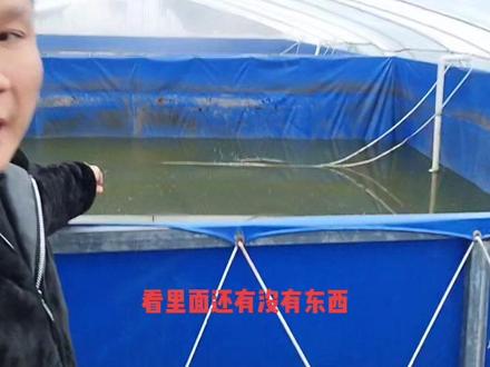 #高密度养殖 #特种水产养殖 #南美白对虾 就是一个套路
