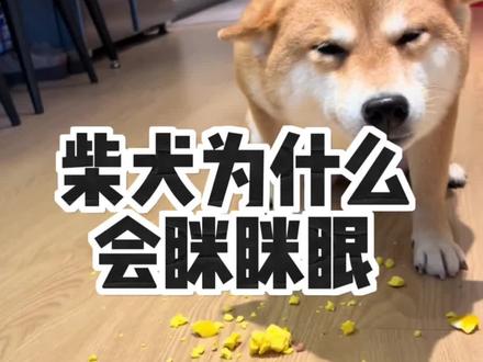 柴犬为什么会眯眼#狗狗 #柴犬