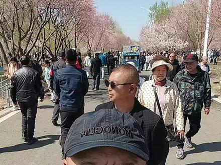 长春樱花岛2026年4月27日
