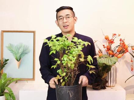 南天竹怎么养?园艺师教你,南天竹的详细养护技巧#养花