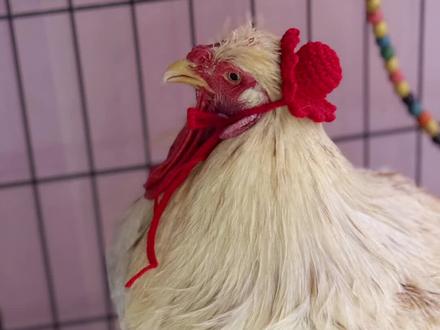 安全减鸡冠教程!!好多鸡友的鸡宝鸡冠太大!影响鸡宝呼吸吃饭!之前发过教程可能没有置顶好多鸡友有没有看到!看到最近好几个鸡宝因为手术去鸡冠失败而去了咕星,我也非常心痛!再次发一遍减鸡冠教程!希望可以帮助有需要的人跟鸡宝!#大公鸡#减鸡冠教程#异宠