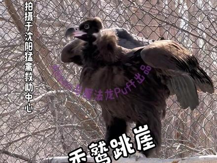 秃鹫的科技1 #沈阳猛禽救助中心#秃鹫 #猛禽救助#猫头鹰