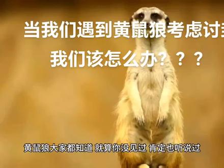 当我们遇到黄鼠狼拦路讨封!我们怎么回答最正确?小心了!全集