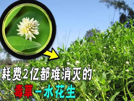 能吃还能药的植物,花2亿都难清除,为啥会被一只小虫子团灭? #科学科普 #生物入侵 #水花生 #水葫芦