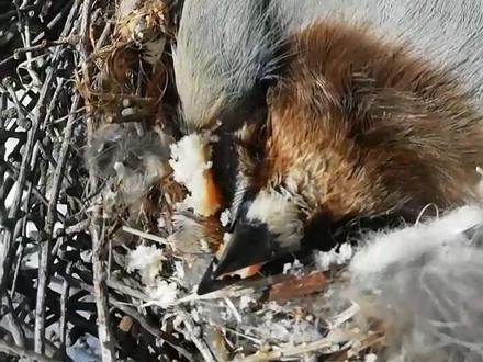 见过吗,大兴安岭密林深处北噪鸦孵化场景。