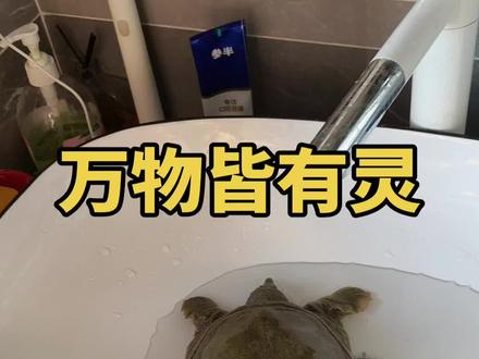 万物皆有灵,让大家看看一只甲鱼是如何努力自救,从被炖变成被放生的。#万物皆有灵性 #放生 #积德行善 #福报