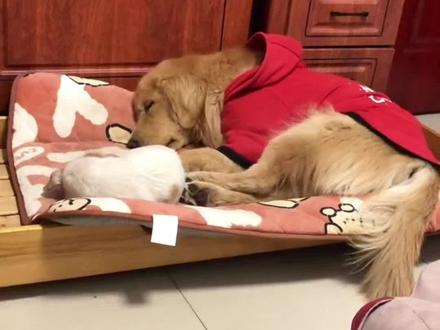 小白又被金毛做梦踢了,这次小白真的很生气,后果很严重😂#萌宠出道计划 #狗狗 #萌宠推荐官 #动物的迷惑行为 #萌宠