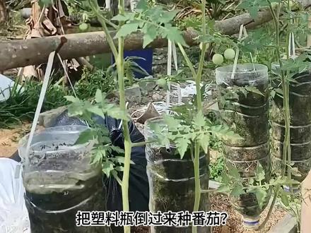塑料瓶倒过来种番茄?一开始我不信,结果太意外了 #塑料瓶变废为宝 #种菜