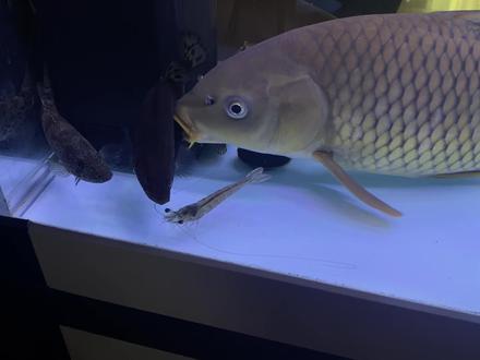 肿斤鲤的伙食,这到底基围虾比较补还是米虾比较补?说说你们的意见?毕竟你们也是参与者#养鱼日记 #养鱼人 #鲤鱼吃泥鳅 #养鱼养心 #翘嘴