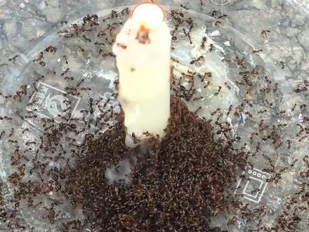 给红火蚁设下蜡烛和胶水陷阱!会发生什么逝?#红火蚁 #红火蚁入侵 #神奇的动物在抖音 #消灭红火蚁 #观察昆虫