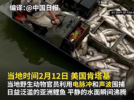 #高能!美国应用新技术围捕亚洲鲤鱼 #前方高能 #美国