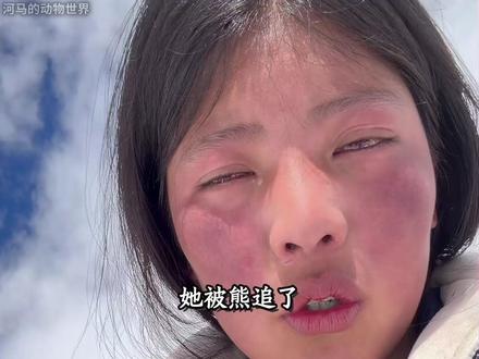 1500起肇事、多人伤亡:人熊共存的困局怎么解? 一个藏族姑娘在雪山脚下,被藏马熊追到魂飞魄散。这不是孤例。当保护的脚步走在了管理的前面,当熊不再怕人、人无处可退,高原上的生死困局该怎么解?@高原姐妹 #藏马熊 #西藏 #野生动物 #青年创作者成长计划