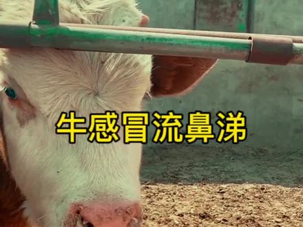 牛感冒流鼻涕怎么处理。点个关注每天更新牛羊技术 #牛感冒 #牛流鼻涕 #牛羊感冒