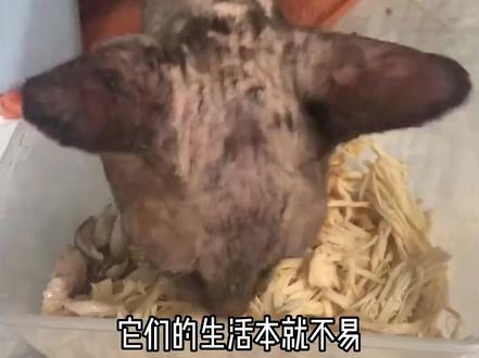 流浪猫被人虐待扔进油漆桶里,残忍的手段让猫咪痛苦不堪!#猫咪 #关爱流浪动物 #流浪猫救助 #萌宠 #宠物