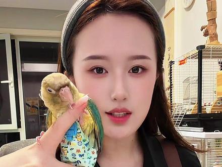 怕鹦鹉乱拉就穿上鹦鹉屎兜,后面按扣的鹦鹉咬不开,特别能兜屎!#养鹦鹉必看 #鹦鹉纸尿裤 #鹦鹉屎兜 #鹦鹉乱拉屎 #新手养鹦鹉