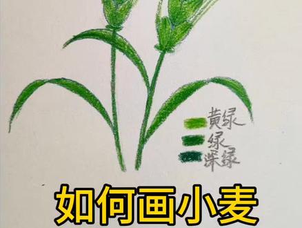 小麦简笔画#坚持画画每日打卡 #彩铅#跟着抖音学画画 #彩铅